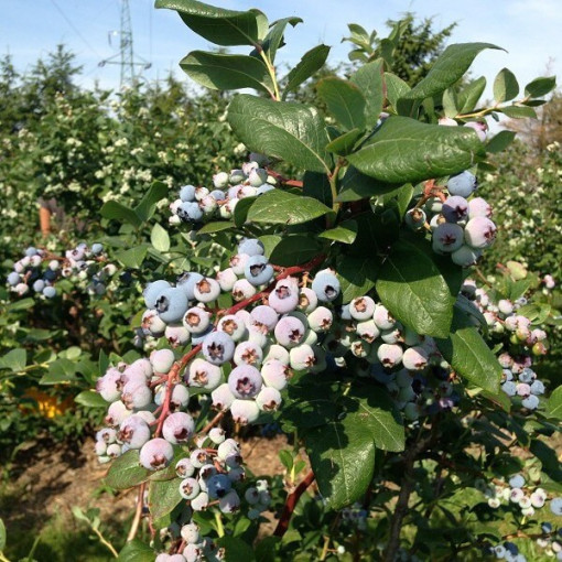 Highbush Blueberry ‘Toro'  4l