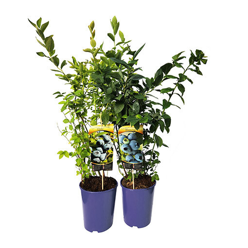 Highbush Blueberry ‘Toro'  4l