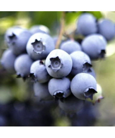 Highbush Blueberry ‘Nelson'  4l