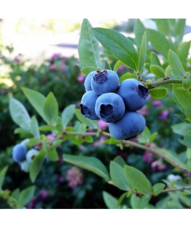 Highbush Blueberry ‘Nelson'  4l