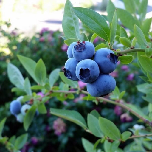 Highbush Blueberry ‘Nelson'  4l
