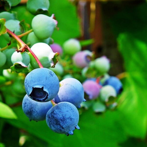 Highbush Blueberry ‘Nelson'  4l