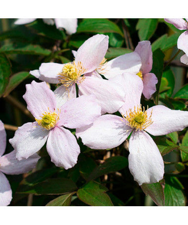 Clematis montana ‘Tetrarose' pot P9/C1