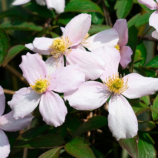Clematis montana ‘Tetrarose' pot P9/C1