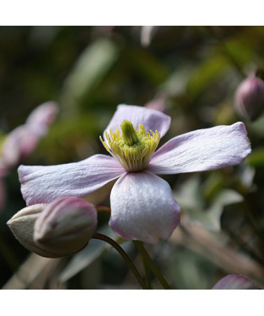 Clematis montana ‘Tetrarose' pot P9/C1