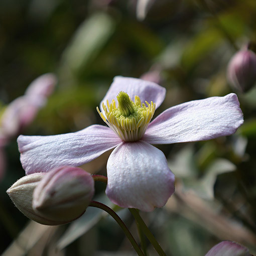 Clematis montana ‘Tetrarose' pot P9/C1