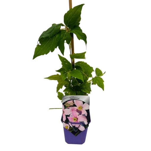 Clematis montana ‘Tetrarose' pot P9/C1