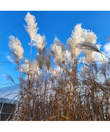 Chinese Silver Grass 'MEMORY' in container P9/C1