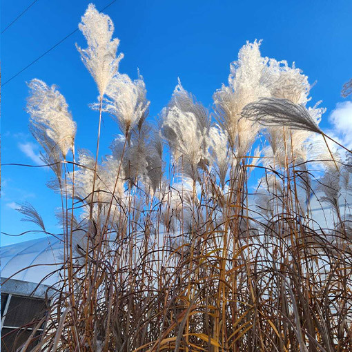 Chinese Silver Grass 'MEMORY' in container P9/C1