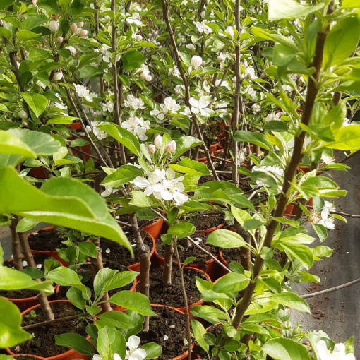 Mini Patio - Pidi Apple Tree, 4L pot