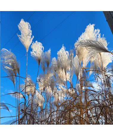 Chinese Silver Grass 'MEMORY' in container P9/C1