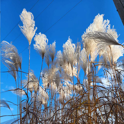 Chinese Silver Grass 'MEMORY' in container P9/C1