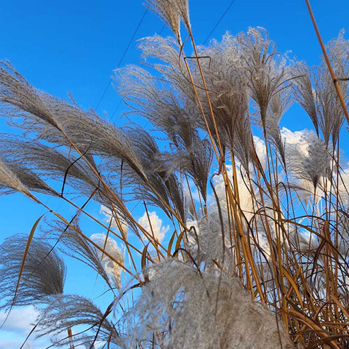Chinese Silver Grass 'MEMORY' in container P9/C1