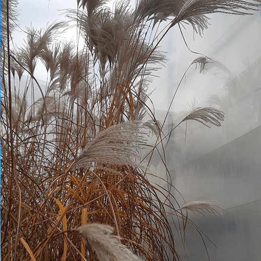 Chinese Silver Grass 'MEMORY' in container P9/C1