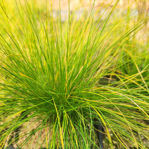 Fescue 'Walberla' P9/C1