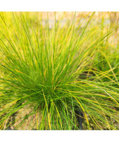 Fescue 'Walberla' P9/C1