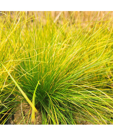 Fescue 'Walberla' P9/C1
