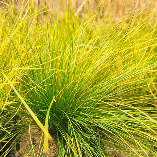Fescue 'Walberla' P9/C1