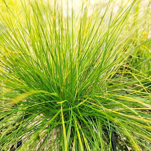 Fescue 'Walberla' P9/C1