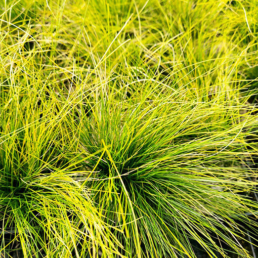 Fescue 'Walberla' P9/C1