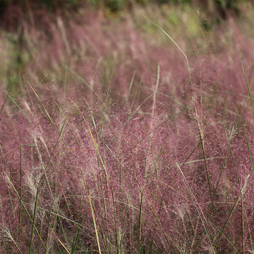 Purple Love Grass P9/C1