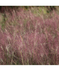 Purple Love Grass P9/C1