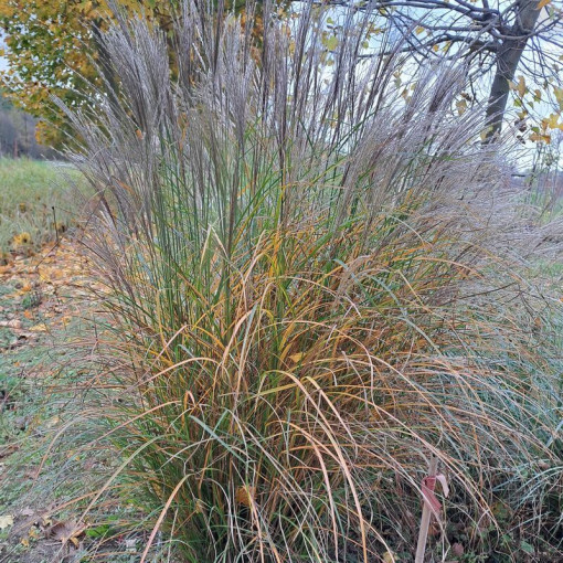 Chinese Miscanthus 'Silberspinne' P9/C1