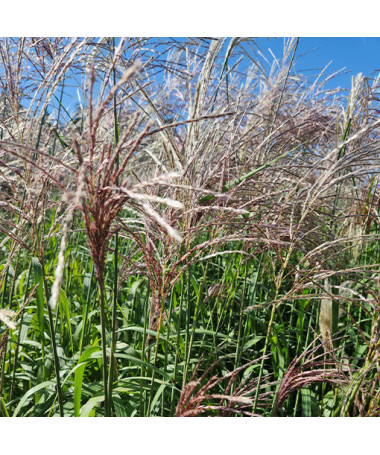 Chinese Silver Grass 'Cosmopolitan' P9/C1