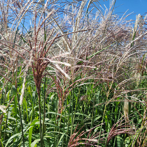 Chinese Silver Grass 'Cosmopolitan' P9/C1