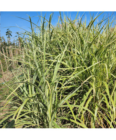 Chinese Silver Grass 'Cosmopolitan' P9/C1