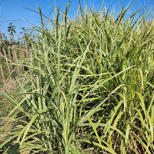 Chinese Silver Grass 'Cosmopolitan' P9/C1