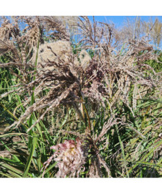 Chinese Silvergrass ‘Dread Locks' P9/C1