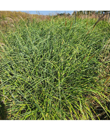 Chinese Miscanthus 'Little Zebra' P9/C1