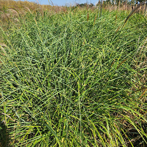 Chinese Miscanthus 'Little Zebra' P9/C1