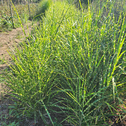 Chinese Miscanthus 'Little Zebra' P9/C1