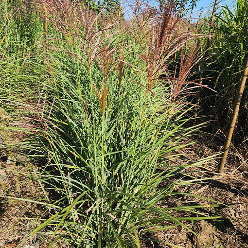 Chinese Miscanthus 'Red Chief' P9/C1