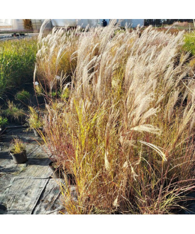 Chinese Miscanthus 'Silberspinne' P9/C1