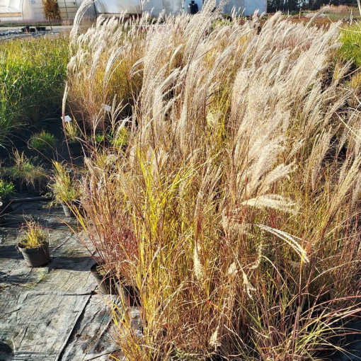 Chinese Miscanthus 'Silberspinne' P9/C1