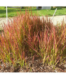 Japanese Blood Grass 'Red Baron' P9/C1