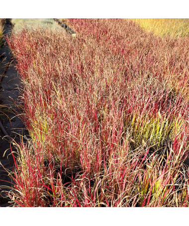 Japanese Blood Grass 'Red Baron' P9/C1