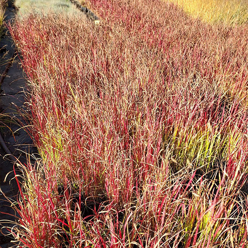 Japanese Blood Grass 'Red Baron' P9/C1