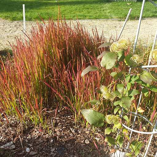 Japanese Blood Grass 'Red Baron' P9/C1