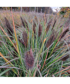 Japanese Fountain Grass 'Black Beauty' P9/C1