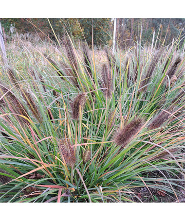 Japanese Fountain Grass 'Black Beauty' P9/C1
