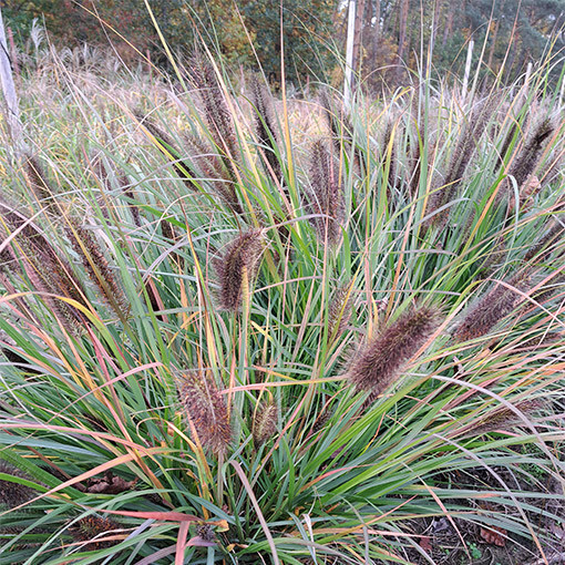 Japanese Fountain Grass 'Black Beauty' P9/C1
