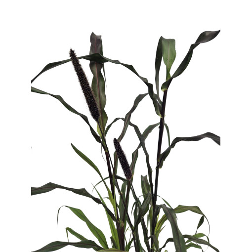 Pearl Millet ‘Purple Baron'  2L