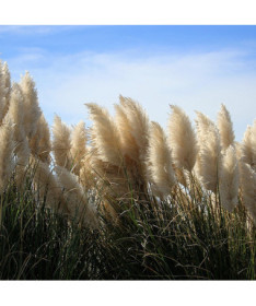 Pampas Grass 'Pumila' P9/C1