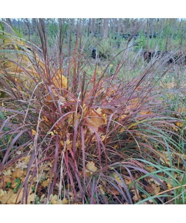 Chinese Miscanthus 'Rotfuchs' P9/C1