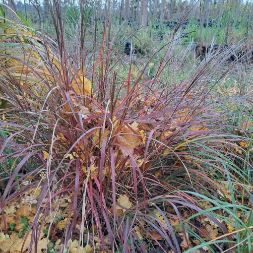 Chinese Miscanthus 'Rotfuchs' P9/C1
