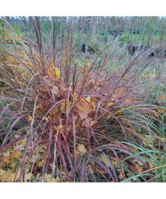 Chinese Miscanthus 'Rotfuchs' P9/C1